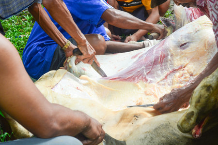 Medium cuts of beef, the best quality meat for steaksの写真素材
