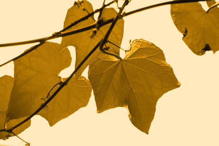 dry grape leavesの写真素材