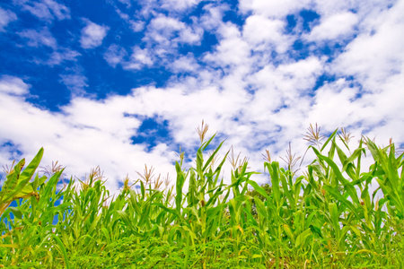 corn fieldの写真素材