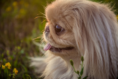 Pekingese dog on natureの写真素材