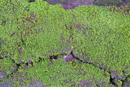 Fresh moss thrives across damp weathered rocky groundの写真素材