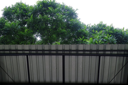 Lush green trees viewed from under a roof