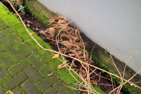 Fallen dry branches and leaves beside mossy bricksの写真素材