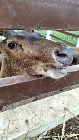 A deer sticks its nose through fence looking for food or attentionの写真素材
