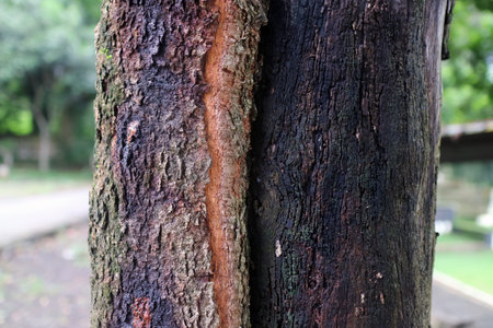 Detailed view of rough tree bark with natural crackの写真素材