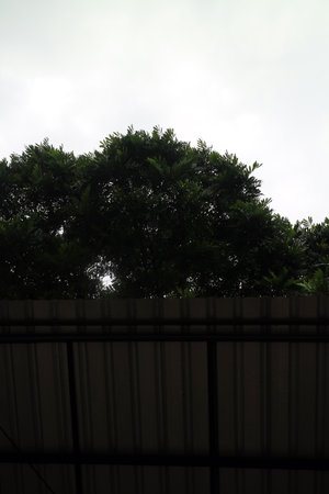 A dense green tree viewed from behind a corrugated metal roof, silhouetted against an overcast skyの写真素材