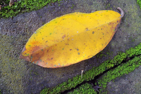 A fallen yellow leaf on moist green mossの写真素材