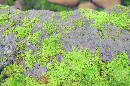 Fresh moss patches spread across rough stone textureの写真素材