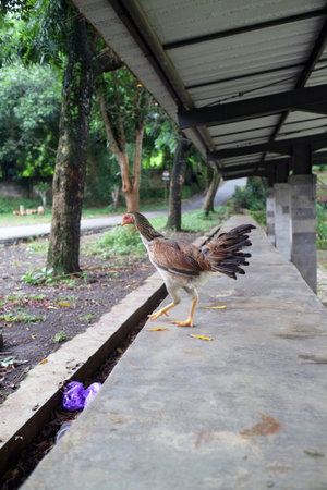 A brown hen steps cautiously on a cement bench near trees and pathwayの写真素材