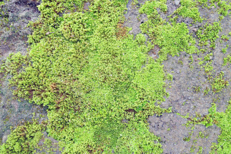 Thick patches of vibrant moss growing across weathered and cracked rock groundの写真素材
