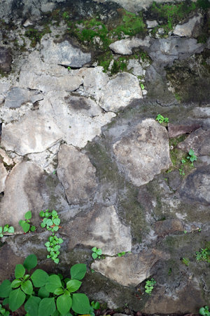 Small wild plants grow from cracks between uneven stone tiles covered in moss and dirtの写真素材