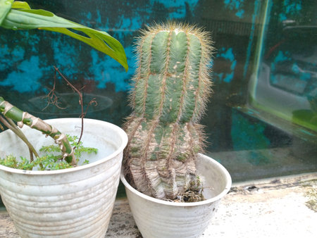 A potted cactus with spines next to another plant in a white pot, set against a blue backgroundの写真素材