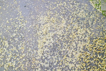 A ground covered with yellow leaves scattered on a gray surface, creating a natural autumn sceneの写真素材