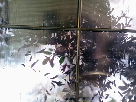 A close up view of leaves and branches seen through a textured glass surface, creating an abstract...