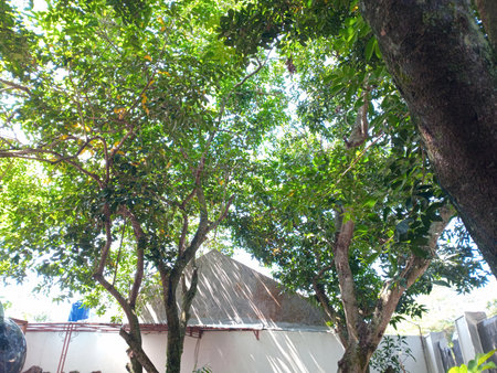 A lush garden scene featuring tall trees with vibrant green leaves, sunlight filtering through the branches, and a glimpse of a building in the background.の写真素材