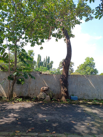 A serene outdoor scene featuring a tall tree with lush green leaves, a stone wall in the background, and a few scattered rocks on the ground. The sky is bright and clear, suggesting a sunny day.の写真素材
