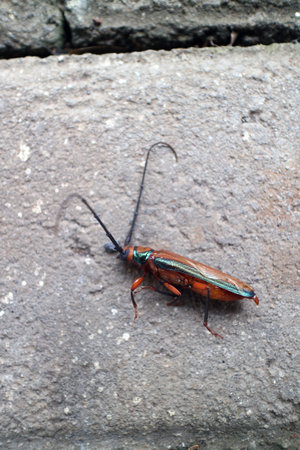 A close up of a colorful beetle with long antennae resting on a textured stone surface. The beetle features vibrant orange and green hues, showcasing its intricate patterns.の写真素材