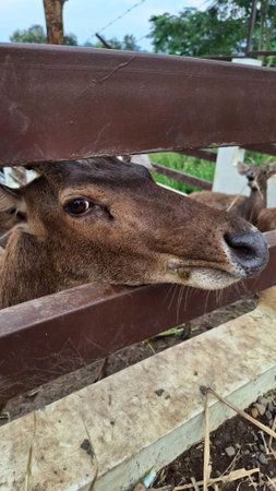 A close up of a deer peering through a wooden fence, showcasing its expressive eyes and soft fur. The background features greenery, suggesting a natural setting.の写真素材