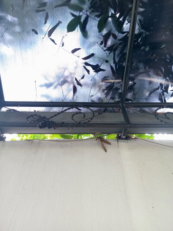 A view from below a transparent roof, showing scattered leaves and branches against a cloudy sky. The structure is partially obscured by foliage, creating a natural frame.の写真素材