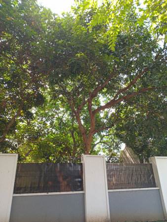 A tall tree with lush green leaves stands behind a white fence under bright sunlight.の写真素材