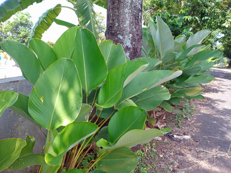 Lush green tropical plants with large leaves growing beside a tree on a sunny day.の写真素材