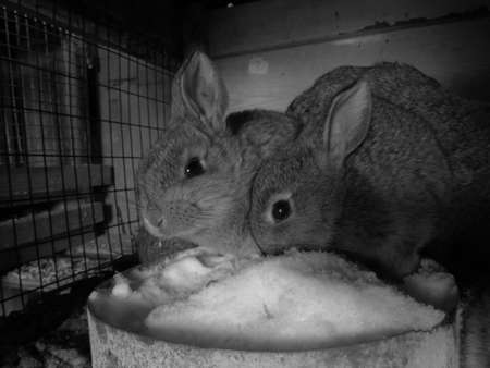 Small rabbits Little rabbitの写真素材