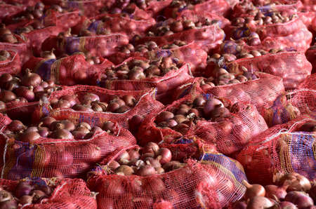Dry or dead tree branches during summer seasonの写真素材