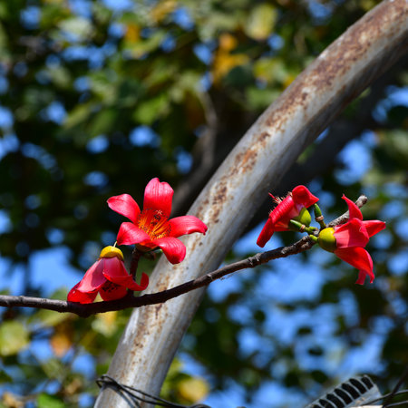 Flowering in Bombax ceiba or Cotton treeの写真素材
