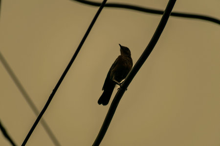 isloated black bird on a wire