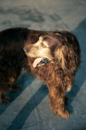 Brown Irish Setter Dog