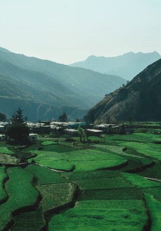 Terrace farming in the mountains of India