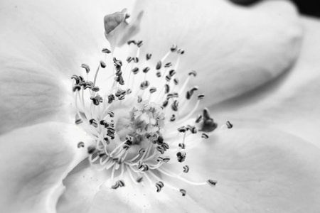 Black and white high key macro photograph of pollens of a flowerの写真素材