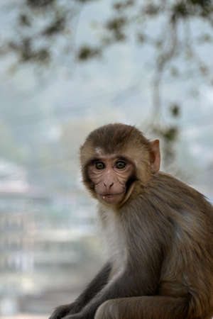 Monkey (Macaca fascicularis) sitting on the floorの写真素材