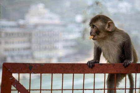 Monkey sitting on a fence and eating a piece of bread.の写真素材