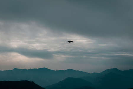 A bird flying in the sky over a mountain range in the morningの写真素材