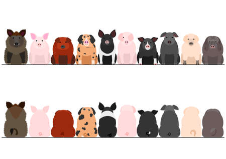 Breeds of pigs imageのイラスト素材