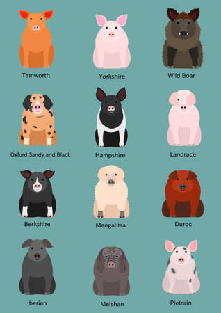Various breeds of pigs vector set.のイラスト素材