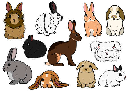 various breeds of rabbitsのイラスト素材