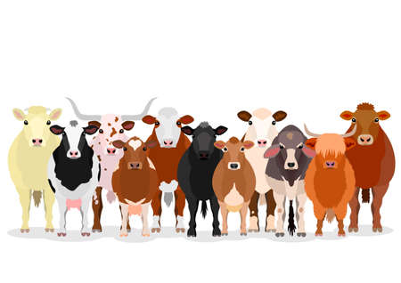 various cattle groupのイラスト素材