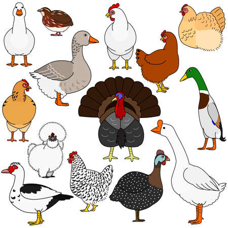 cute cartoon poultry doodle setのイラスト素材