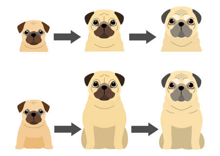 aging process of Pugのイラスト素材