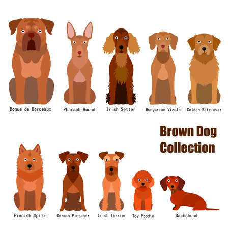 collection of  brown dogのイラスト素材