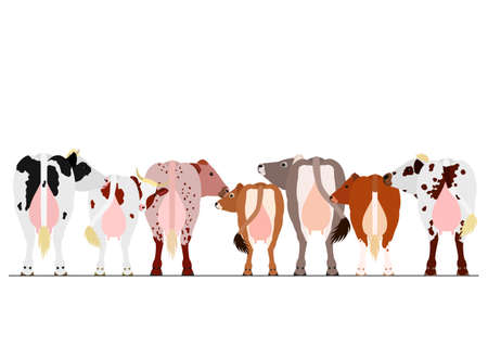 various milk cattle borderのイラスト素材