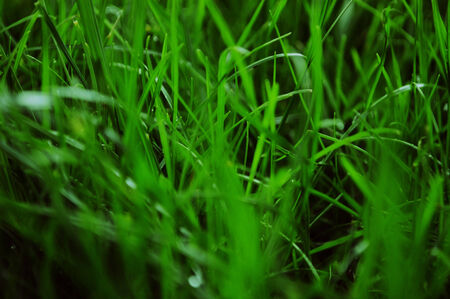 Close up of a green grassの写真素材