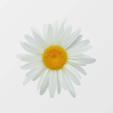 Chamomile flower isolated on white close-up. Realistic vector illustrationのイラスト素材