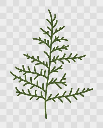 Thuja twigs closeup. Isolated plant on transparent background. Object for Christmas holiday decoration. Medicinal plants. Herbarium. Nature Vector illustrationのイラスト素材