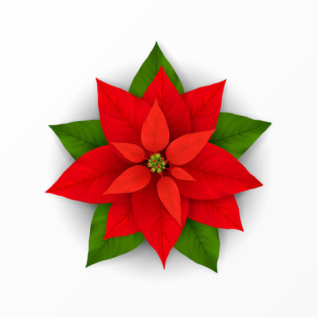 Poinsettia Flower. Poinsettia Plant with Scarlet and Green Leaf for Xmas Winter Holiday Decoration. Icon for Christmas or New Year Greeting Card Design. Realistic 3d Vector Objectのイラスト素材