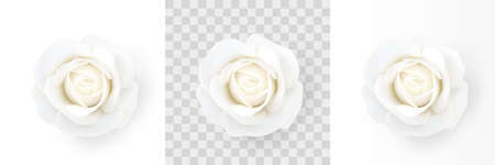 White rose. Close-up of a delicate white flower isolated on a white, transparent and white gradient background. Decorative design element for decorations, holidays and events. Realistic vector illustrationのイラスト素材
