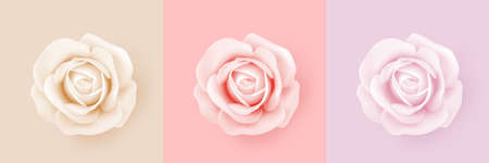 Roses with different shades - beige, red, pink. Isolation of a delicate light rose flower on colored backgrounds. Decorative 3D element for weddings, decorations, holidays and events. Realistic vectorのイラスト素材