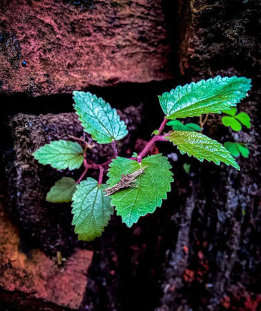 Green leaves in the yard of the houseのeditorial素材